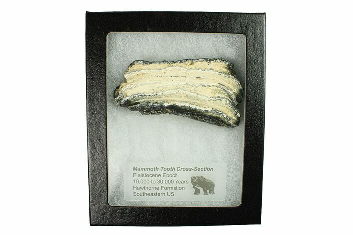 Mammoth Molar Slice With Case - South Carolina #291205